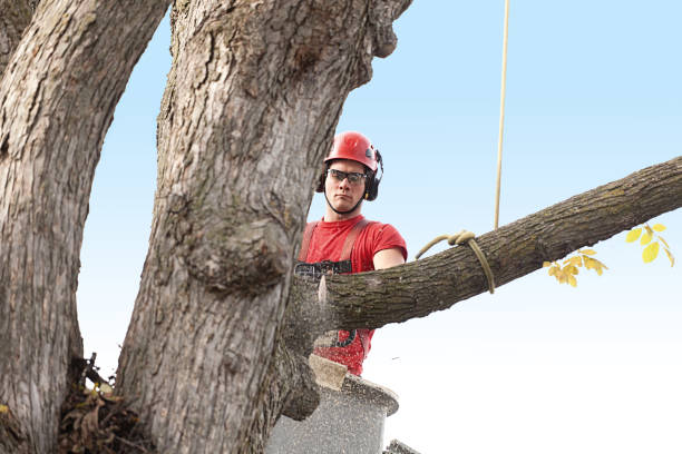 Best Tree Removal Service  in James City, NC